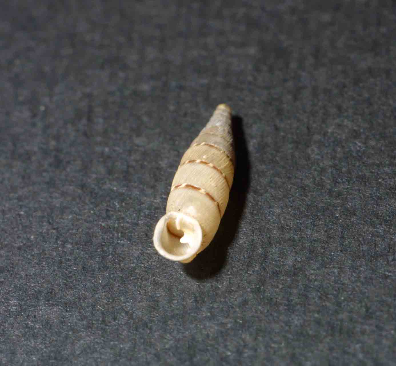 Papillifera bidens (Linneus,1758)